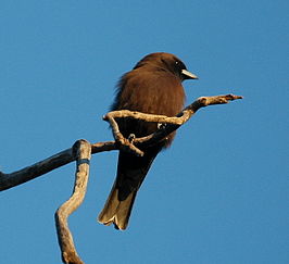 Roetspitsvogel