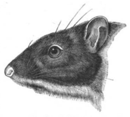 Martiniquereuzenrat