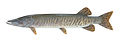 11. A csukafélék (Esocidae) közé tartozó muskellunge (Esox masquinongy) (javítás)/(csere)