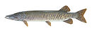 Muskellunge (Esox masquinongy)