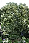 Winterlinde (Tilia cordata)