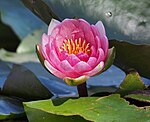 Nymphaea "Laydekeri Purpurata"