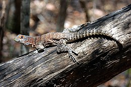 Cuvier-malgasleguán (Oplurus cuvieri)