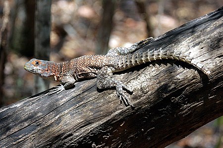 At Kirindy Forest