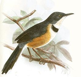 Ornaatapalis