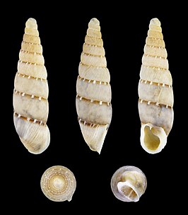 Papillifera papillaris