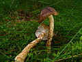 Hygrophorus olivaceoalbus