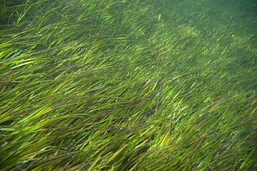 Thick seagrass between the shore and a reef