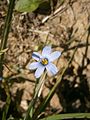 Sisyrinchium angustifolium close-up