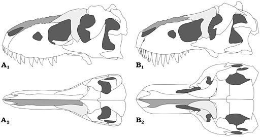 Diagram showing the differences between a generalised Tarbosaurus (A) and Tyrannosaurus (B) skull