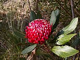 Telopea aspera, a waratah species