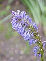 Wulfenia carinthiaca