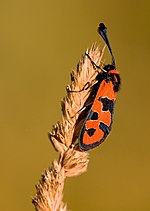 Zygaena fausta – seitlich