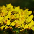 Zypressen-Wolfsmilch (Euphorbia cyparissias)