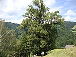 Sommerlinde (Tilia platyphyllos)