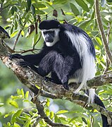 Eastern black-and-white colobus