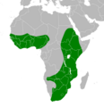 Das Verbreitungsgebiet des Afrikamittelreihers