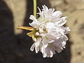 Armeria majellensis