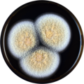 Aspergillus westerdijkiae growing on MEAOX plate