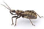 Adult Assassin bug