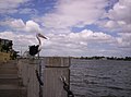 Australian Pelican and visiting ocean liner at Portside Wharf