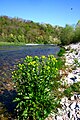 Il Piave a Praloran