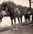 Die Stoffumwicklung der Beine diente in erster Linie dem Schutz vor „Bruchharsch“ beim Ritt abseits der geräumten Straßen. Gleichzeitig sollten die Säcke das Hufklappern verringern („Geräuschtarnung“) – was aber nur kurzfristig funktionierte. Die Säcke am Kopf waren mit etwas Futter gefüllt, sie sollten die Pferde von verräterischem „Wiehern“ abhalten, und bei kalter Witterung die deutlich sichtbaren Atemwolken verhindern. Diese Pferde sind (auf Grund ihrer Sättel) als „Reitpferde“ zu erkennen, und wurden deutlich besser gepflegt als die reinen Zug- und Transportpferde.