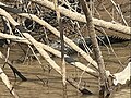 Black caiman found during one of its many tours