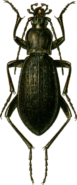 Carabus procerulus