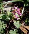 Corydalis solida close-up