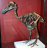 Brown, mounted dodo skeleton