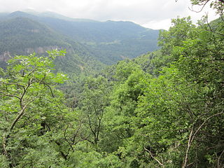 Forests around Yenokavan