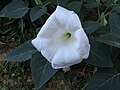 Bloem van Datura epanouie