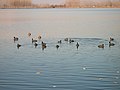 Folaghe e germani reali sul lago