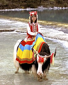 Smiling young woman dressed in colourful clothes riding a yak, with coloured tassels on its horns, across a ford