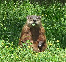 Skógarmúrmeldýr, (Marmota monax)