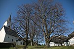 Sommerlinde (Tilia platyphyllos)