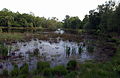 Wimbledon Common, Bluegate Pond