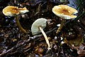 !!Lepiota boudieri!!