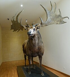 Megaloceros giganteus