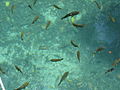 Fische in der Mangrove