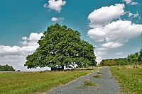 Stieleiche vor dem Steinchen