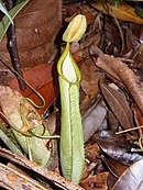 Nepenthes hirsuta