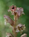 Nelken-Sommerwurz (Orobanche caryophyllacea)