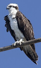 American osprey (P. h. carolinensis), in the USA