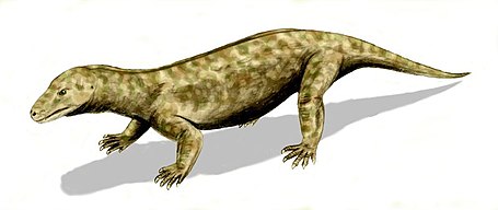 Procynosuchus delaharpeae