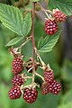 R. canadensis