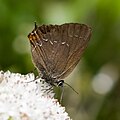 5 Satyrium ilicis