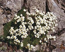 Saxifraga tombeanensis