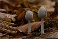 Coprinopsis nivea